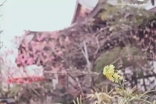 素盞雄神社の自然