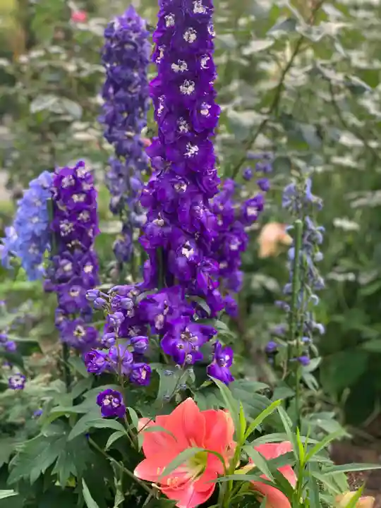曽我浅間神社の自然