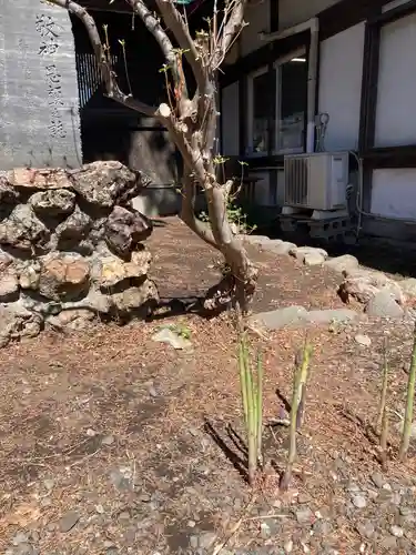 琴似神社の自然