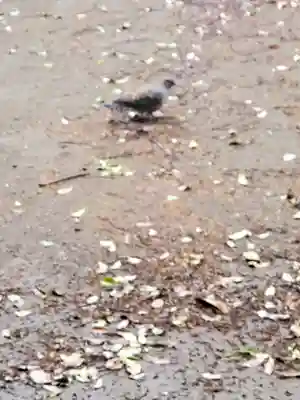 下総野田愛宕神社の動物