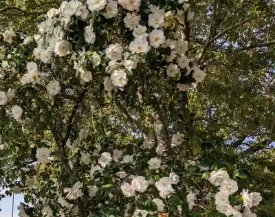 大井神社の{uncategorized: "未分類", other: "その他", undefined: "問題あり", building: "その他建物", grave: "お墓", sacred_gate: "鳥居", guardian: "狛犬", statue: "像", buddha: "仏像", history: "歴史", nature: "自然", garden: "庭園", animal: "動物", pagoda: "塔", temizu: "手水舎", mountain_gate: "山門・神門", sanctuary: "本殿・本堂", subordinate: "末社・摂社", art: "芸術", scenery: "景色", jizo: "地蔵", ema: "絵馬", goshuin: "御朱印", omikuji: "おみくじ", items: "授与品その他", amulet: "お守り", goshuincho: "御朱印帳", eats: "食事", festival: "お祭り", votive_dance: "神楽", shichigosan: "七五三参", wedding: "結婚式", experience: "体験その他", initially: "初詣", around: "周辺", anti_infection: "感染症対策"}