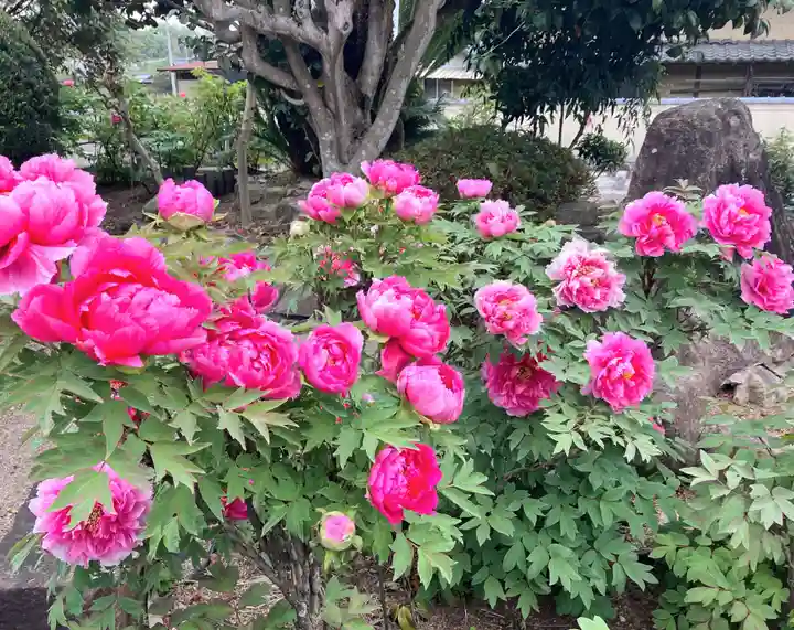 真言宗 善通寺派 薬王寺の自然