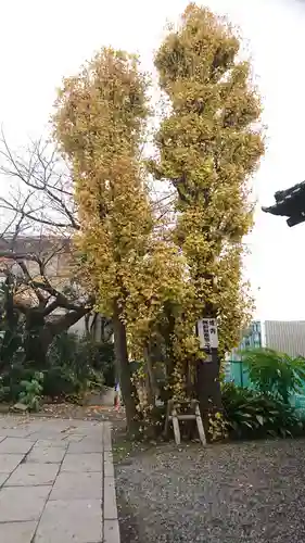 麻布氷川神社の自然