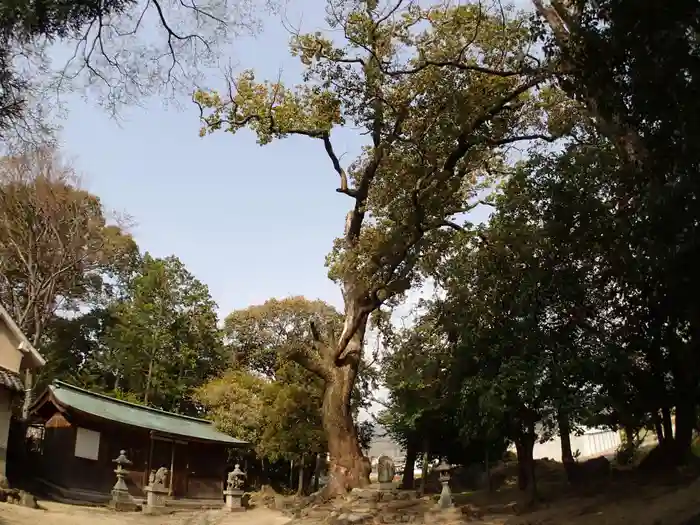 天照御魂神社の建物その他