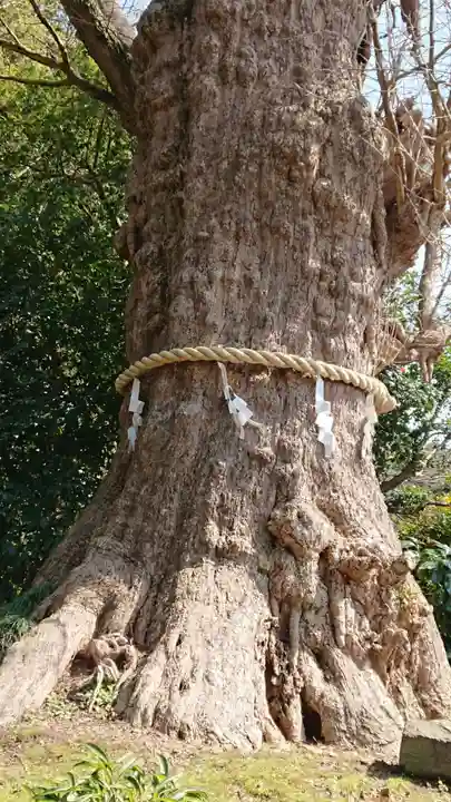 荏柄天神社の自然