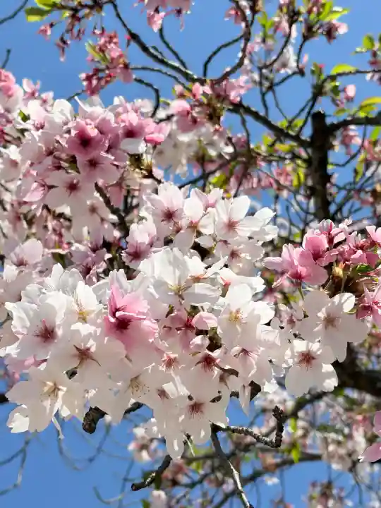 薬師寺の{uncategorized: "未分類", other: "その他", undefined: "問題あり", building: "その他建物", grave: "お墓", sacred_gate: "鳥居", guardian: "狛犬", statue: "像", buddha: "仏像", history: "歴史", nature: "自然", garden: "庭園", animal: "動物", pagoda: "塔", temizu: "手水舎", mountain_gate: "山門・神門", sanctuary: "本殿・本堂", subordinate: "末社・摂社", art: "芸術", scenery: "景色", jizo: "地蔵", ema: "絵馬", goshuin: "御朱印", omikuji: "おみくじ", items: "授与品その他", amulet: "お守り", goshuincho: "御朱印帳", eats: "食事", festival: "お祭り", votive_dance: "神楽", shichigosan: "七五三参", wedding: "結婚式", experience: "体験その他", initially: "初詣", around: "周辺", anti_infection: "感染症対策"}