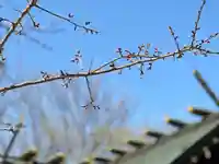 札幌諏訪神社の自然