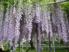 亀戸天神社の景色