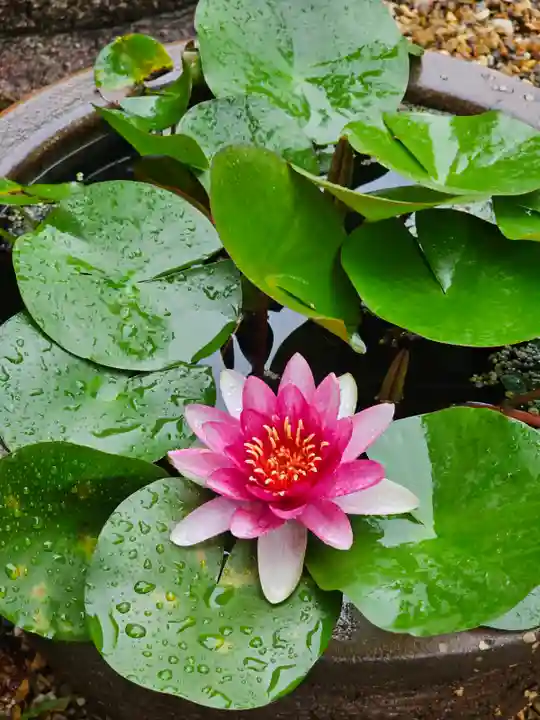 東福禅寺(東福寺)の自然