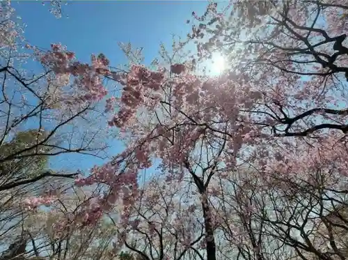 勝持寺（花の寺）の自然