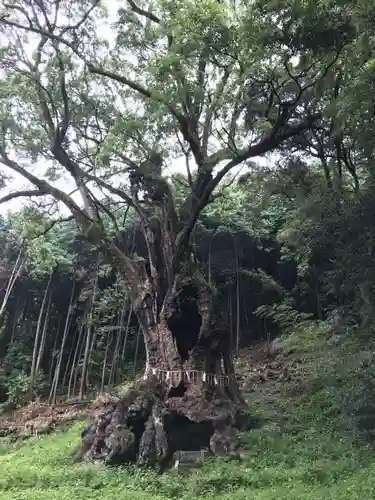 武雄神社の自然