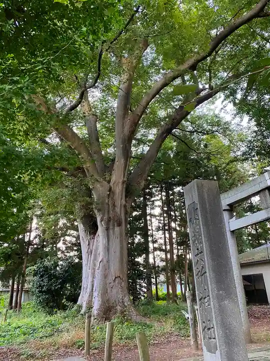 六所神社の自然