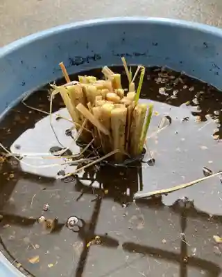 總社 和田八幡宮(福井県)