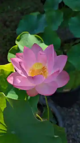 行願寺（革堂）(京都府)