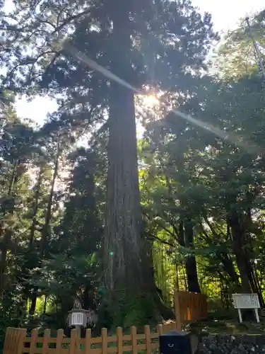須山浅間神社の自然
