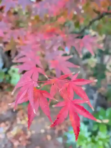 本郷氷川神社(東京都)