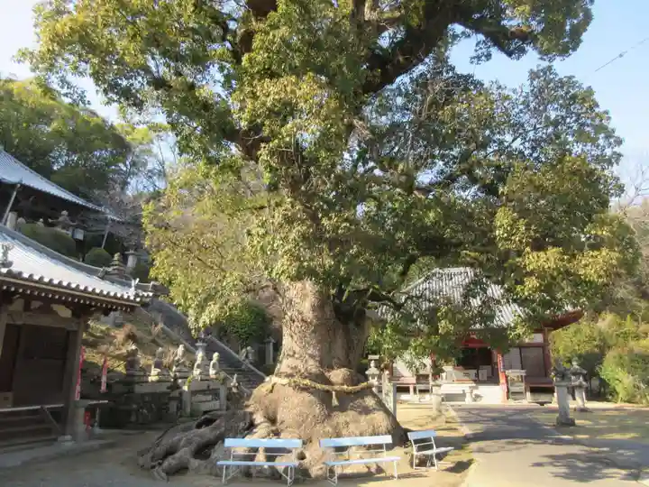 観音寺(香川県)