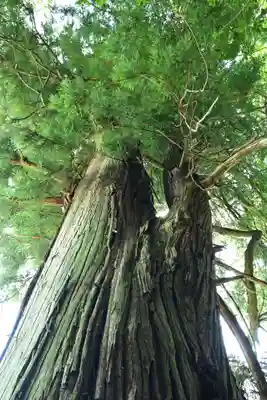 烏帽子杜三島神社(愛媛県)