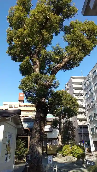 お三の宮日枝神社の自然