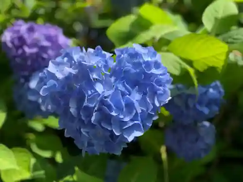 明月院(神奈川県)