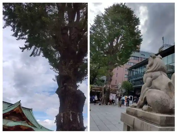 神田神社(神田明神)の自然