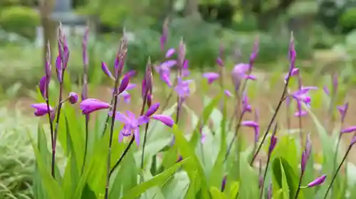 観音寺(千葉県)