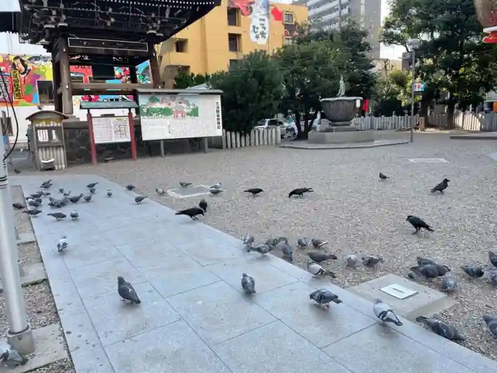 大須観音 (北野山真福寺宝生院)の動物