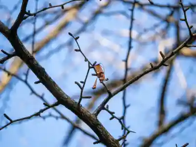 赤坂氷川神社の{uncategorized: "未分類", other: "その他", undefined: "問題あり", building: "その他建物", grave: "お墓", sacred_gate: "鳥居", guardian: "狛犬", statue: "像", buddha: "仏像", history: "歴史", nature: "自然", garden: "庭園", animal: "動物", pagoda: "塔", temizu: "手水舎", mountain_gate: "山門・神門", sanctuary: "本殿・本堂", subordinate: "末社・摂社", art: "芸術", scenery: "景色", jizo: "地蔵", ema: "絵馬", goshuin: "御朱印", omikuji: "おみくじ", items: "授与品その他", amulet: "お守り", goshuincho: "御朱印帳", eats: "食事", festival: "お祭り", votive_dance: "神楽", shichigosan: "七五三参", wedding: "結婚式", experience: "体験その他", initially: "初詣", around: "周辺", anti_infection: "感染症対策"}