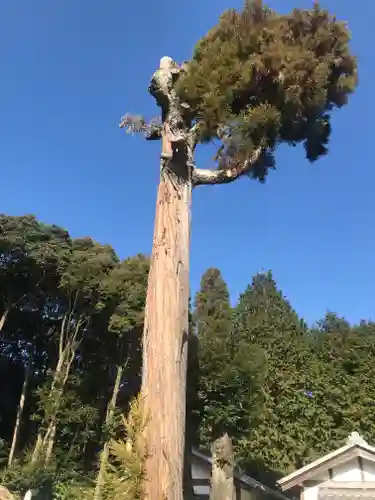 大野神社の自然