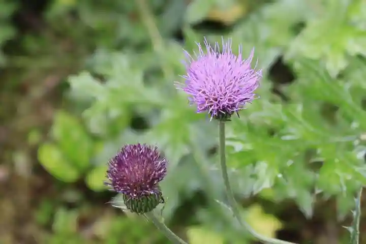 養徳院(京都府)