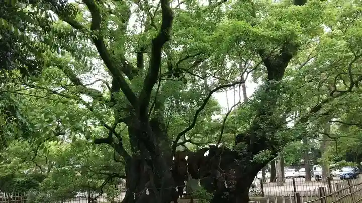 浜松八幡宮の自然
