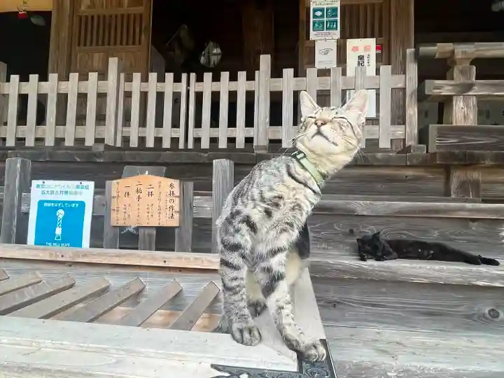 橘樹神社の動物