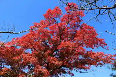 開成山大神宮の自然