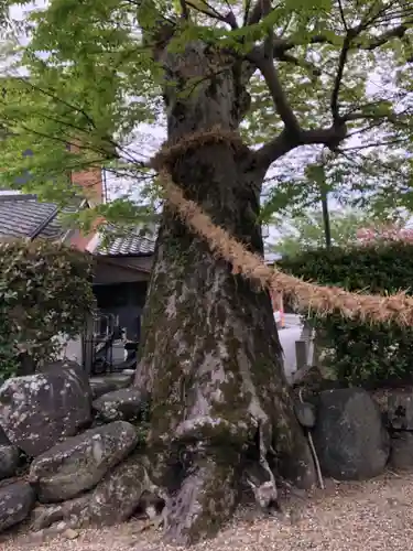 素戔嗚神社(大神神社境外末社)の自然