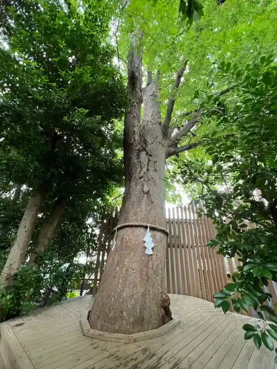 鎮守氷川神社の自然