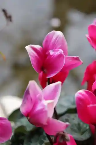 密藏院(埼玉県)