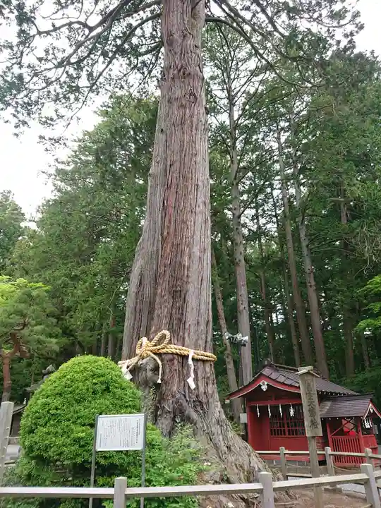 北口本宮冨士浅間神社の自然