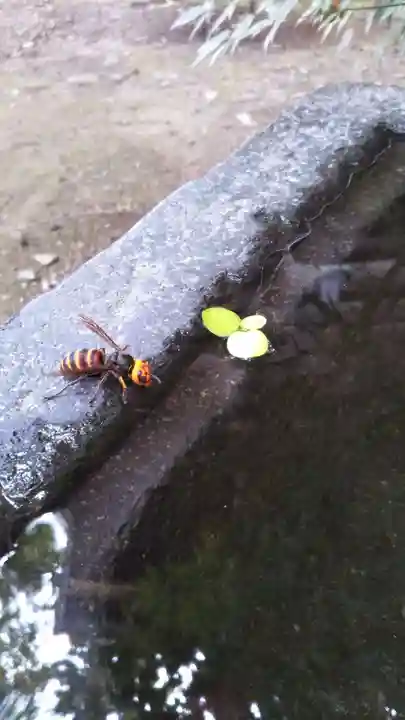 行田八幡神社の動物