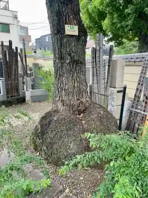 宗林寺(東京都)