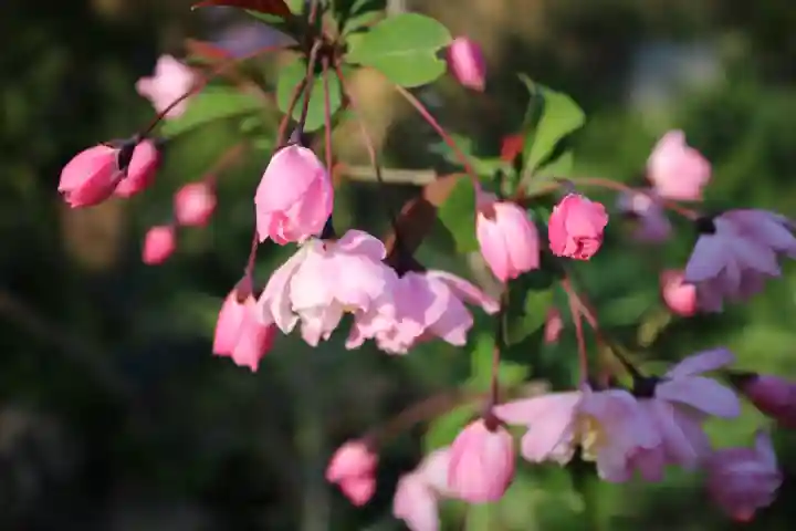 般若寺 ❁コスモス寺❁(奈良県)