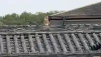 西宮大神宮・住吉大神宮・金刀比羅宮の動物