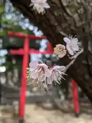 白髭神社の自然