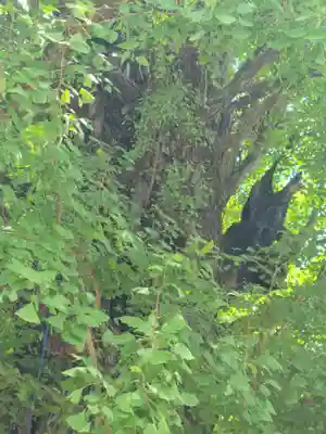 飛木稲荷神社(東京都)