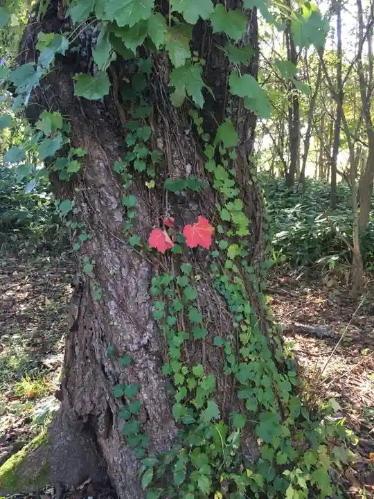 豊里神社の自然
