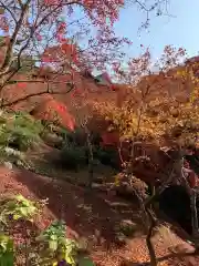 東福禅寺（東福寺）の自然