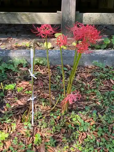 日吉八幡神社の自然