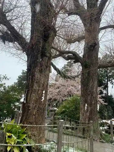 亀ケ池八幡宮の自然