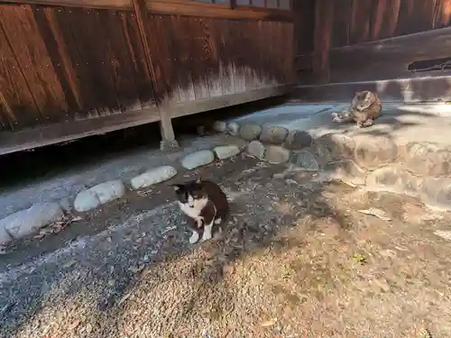 八幡社（柏井町）の動物