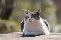 玉野御嶽神社(愛知県)