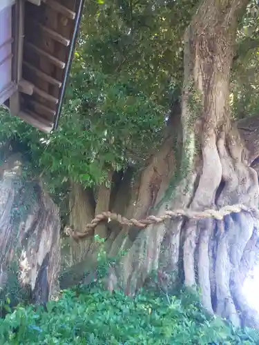 川尻八幡宮の自然
